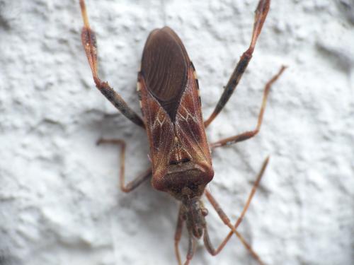 Réf. 201 832 : Leptoglossus occidentalis